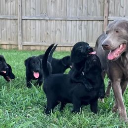 Dilute Retrievers and Labrador Retrievers from Straight Shooter Labradors