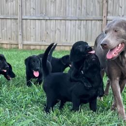 Dilute Retrievers and Labrador Retrievers from Straight Shooter Labradors