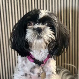 Molly - Shih Tzu