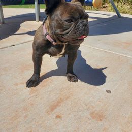 Gabby - French Bulldog