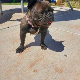 Gabby - French Bulldog