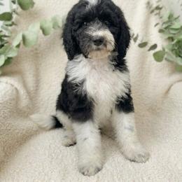 Noah 2500 - Parti male Goldendoodle puppy in Los Angeles, California from Exquisite Doodles