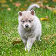 Patience - Gray and white Alaskan Klee Kai puppy in Pasadena, California from Nornir Kennels