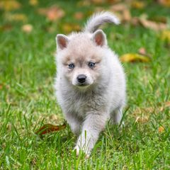 Patience - Gray and white Alaskan Klee Kai puppy in Pasadena, California from Nornir Kennels