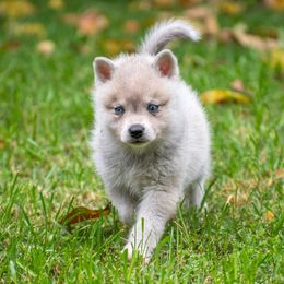Patience - Gray and white Alaskan Klee Kai puppy in Pasadena, California from Nornir Kennels