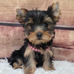 Pixie - Blue and gold female Yorkshire Terrier puppy in Monticello, Iowa from Ashley’s Puppies