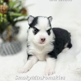 Christine - Black and white female Pomsky puppy in Christiana, Tennessee from Smoky Mountain Pomskies