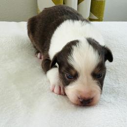 Hershey - Red tri-color male Australian Shepherd puppy in Zwingle, Iowa from Homestead Aussies & Doodles