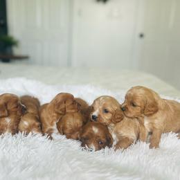 Cavapoo puppies from Coles Cavapoo’s