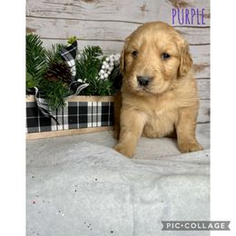 Golden Retriever Puppies from Castle Country Companions