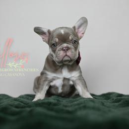 WILLOW 4500 - Tricolors female French Bulldog puppy in Blue Ridge, Texas from Beason’s HomeGrown Frenchies