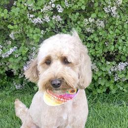 Meli - Goldendoodle