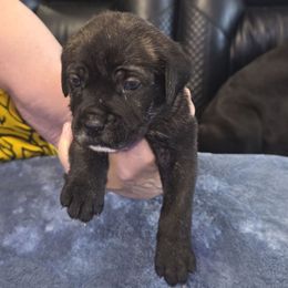 Black brindle 1 - Black brindle male Cane Corso puppy in Jacksonville, Florida from Fleming Cane Corso's