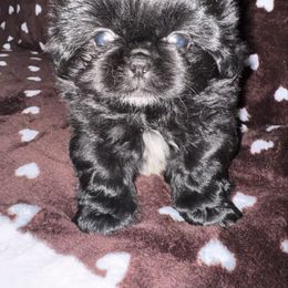 Boy 1 - Black male Pekingese puppy in Leachville, Arkansas from Green’s Pekingese
