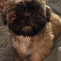 Girl - Brindle and white female Shih Tzu puppy in Kingsland, Georgia from Shih-tzu Dynasty