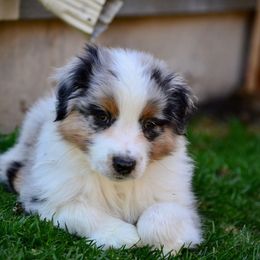 Australian Shepherd Puppies from Saddle Peak Aussies