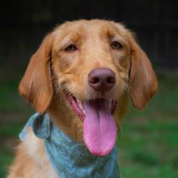 Heidi - Labradoodle