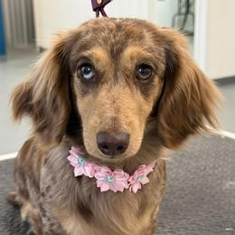 Winnie - Dachshund