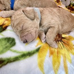 Goldendoodle and Labradoodle Puppies from Jessica Henry