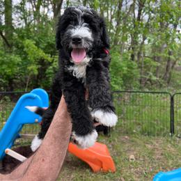 Cardinal, red - Black and white male Aussiedoodle puppy in Grand Haven, Michigan from Happy Hippy Doodles
