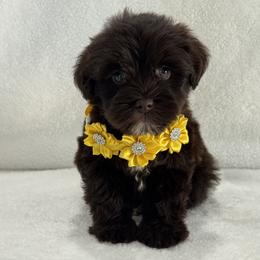 Chloe Female 1 AKC Mega Coat - Liver female Miniature Schnauzer puppy in Pageland, South Carolina from New Haven Farms