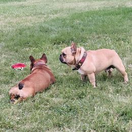 Pumba - Fawn and white male French Bulldog puppy in Billings, Montana from Sugarloaf French bulldogs