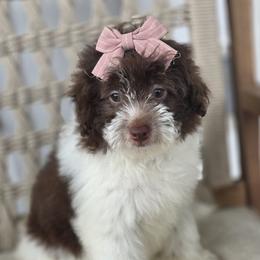 Bunny - Parti female Goldendoodle puppy in Decatur, Tennessee from Diamond's Doodles