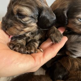 Boy 1 - Brindle male Dachshund puppy in Benton City, Washington from DOXA Miniature Dachshunds