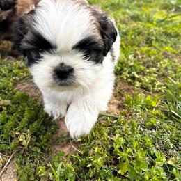 Bretta - Black gold and silver male Shih Tzu puppy in Dunlap, Tennessee from Beards of Glory