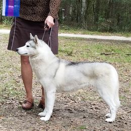 Siberian Huskies from Temno Siberians