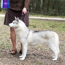 Siberian Huskies from Temno Siberians