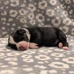 Jammy - Black tri female Toy Australian Shepherd puppy in Shepherd, Texas from GAMALA Farm & Kennels