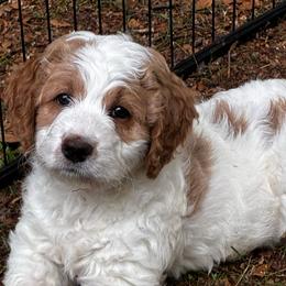 Pepper - female Golden Mountain Doodle puppy in Travelers Rest, South Carolina from Bailey Mountain Doodles
