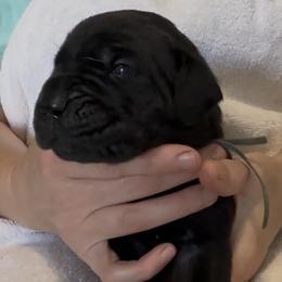 Boy 2 - Black male Cane Corso puppy in Dayton, Oregon from BlackStar Cane Corso