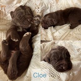 Cloe - Brown female Newfoundland puppy in Goodhue, Minnesota from Claypits Newfoundlands