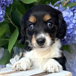 Buttercup 2800 - Piebald female Dachshund puppy in Hendersonville, North Carolina from Snarky Doxy Miniature Dachshunds
