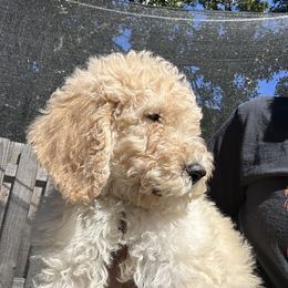 Spook - Poodle puppy in Easley, South Carolina from The Breedery
