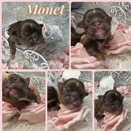 Monet - Liver and white female Shih Tzu puppy in Coolidge, Arizona from Shih Tzu’s  ‘N’ Love