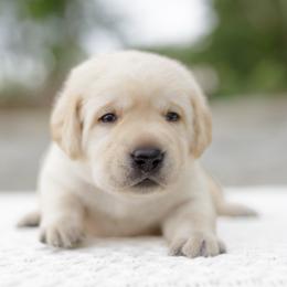 Patriot - Yellow male Labrador Retriever puppy in Allons, Tennessee from UC Labradors LLC