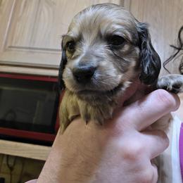 Boy 3 - Cream male Dachshund puppy in Sour Lake, Texas from Rigdon's dachshunds