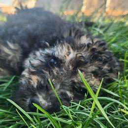 Boy 3 - male Goldendoodle puppy in Harrisburg, Nebraska from Wildcat Hills Doodles