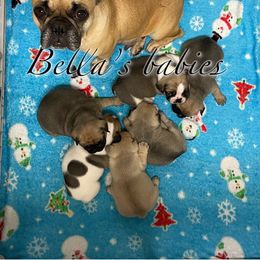 French Bulldog Puppies from Bella’s Babies