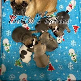 French Bulldog Puppies from Bella’s Babies