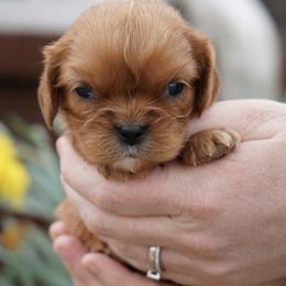 Gregory - Ruby male Cavalier King Charles Spaniel puppy in Lula, Georgia from Cavaliers by Crumley