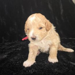 Pink - Parti female Goldendoodle puppy in Grovetown, Georgia from Snug-a-Doodles