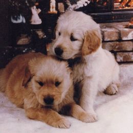 Golden Retrievers and Havanese from Happy Acres Goldens and Havanese