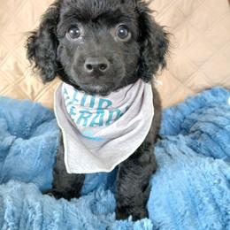Eli - Black male Havapoo puppy in Blanch, North Carolina from Faithful Hearts Kennel