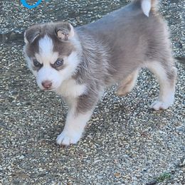 Chief - Red and white Siberian Husky puppy in Russellville, Alabama from Heart of Dixie Husky Kennels