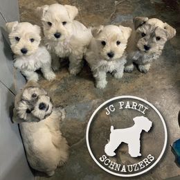 Miniature Schnauzer Puppies from JC Parti Schnauzers