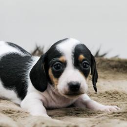 Male 4 - Piebald male Dachshund puppy in Childress, Texas from Taylor Farms